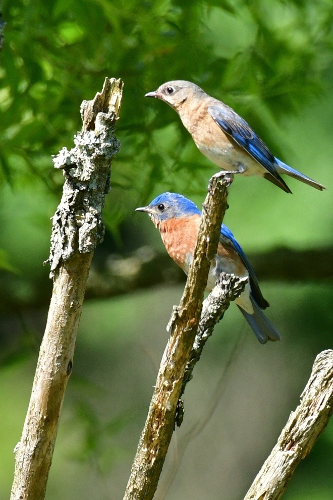 EASTERN BLUEBIRD / Błękitnik rudogardlły