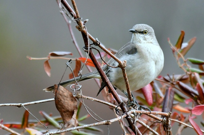 MIMUS POLYGLOTTOS / Northern Mockingbird