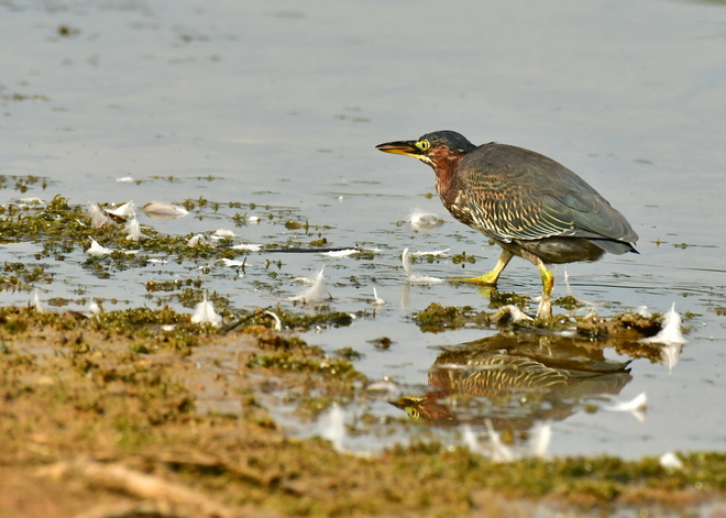 Green Heron - poluje (3)