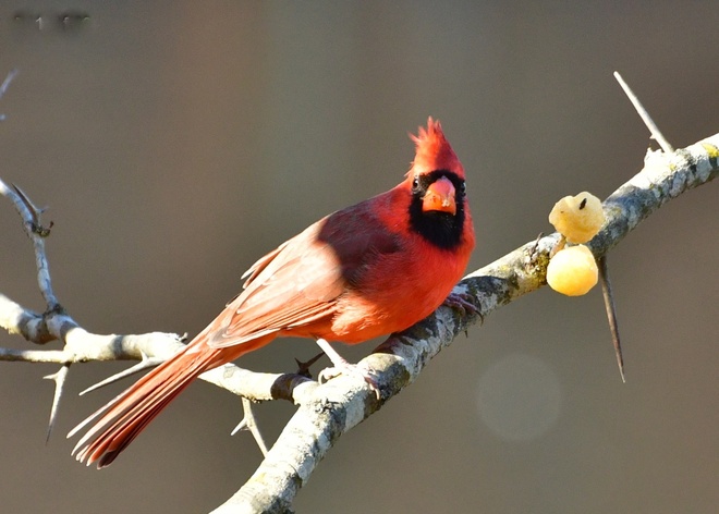 Northern Cardinal  Male