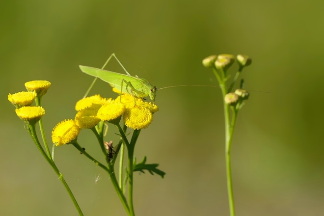 Phaneroptera falcata 