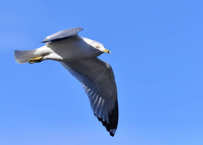 Ring-billed Gull w locie (4)