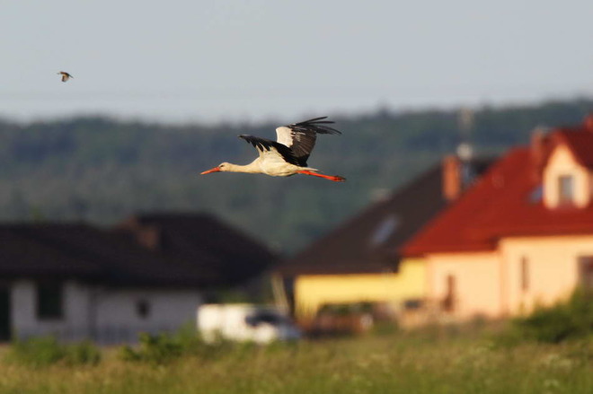 bociek i skowronek