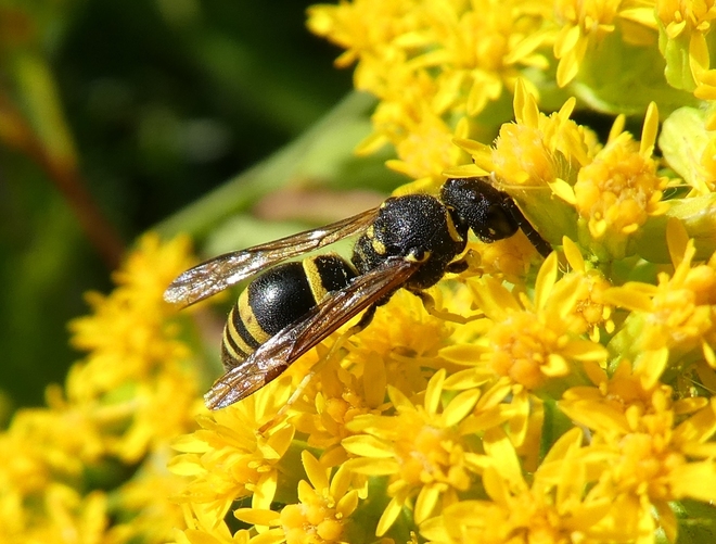 Bolica letnia