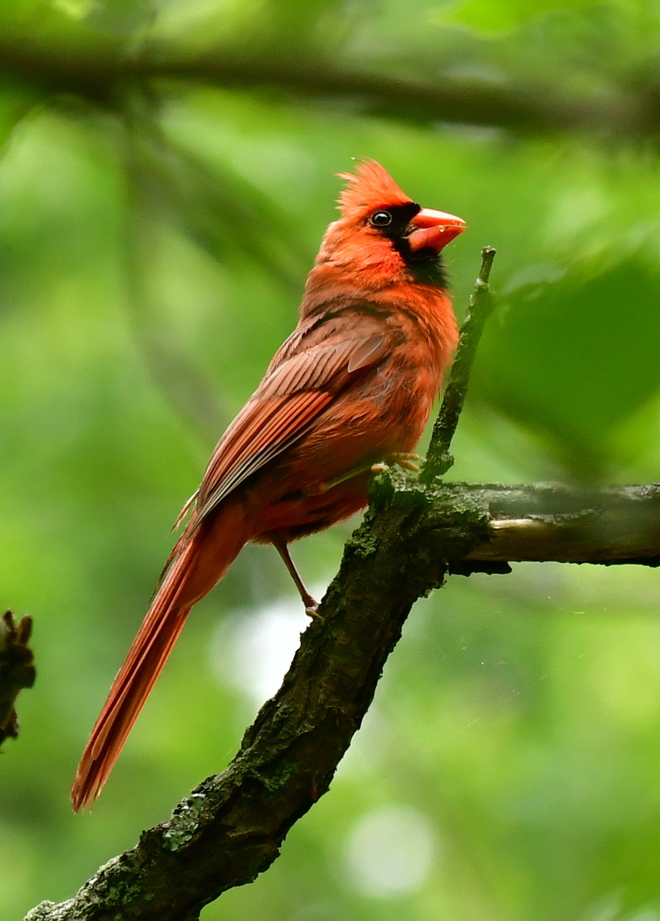 Northern Cardinal