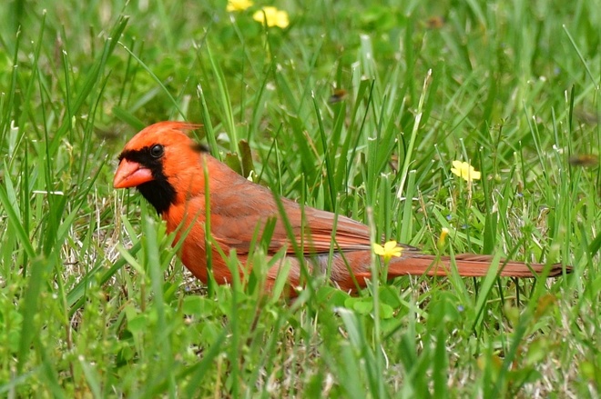 Northern Cardinal - male