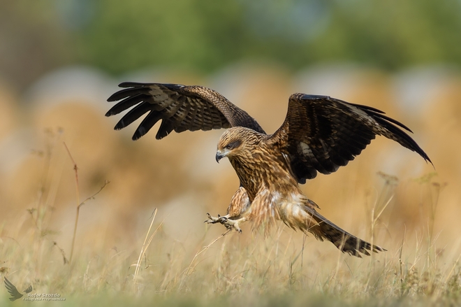 Kania Czarna, Black Kite (Milvus migrans) ... 2018r