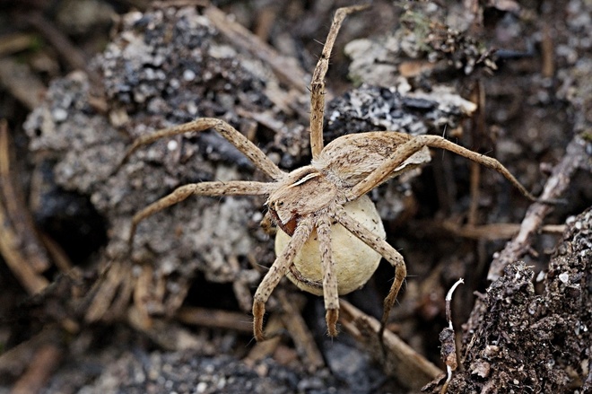 pająkowa i jej przenośny żłobek