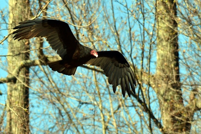 TURKEY VULTURE