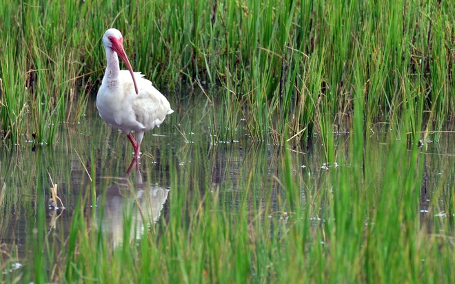 American White Ibis  / Ibis biały