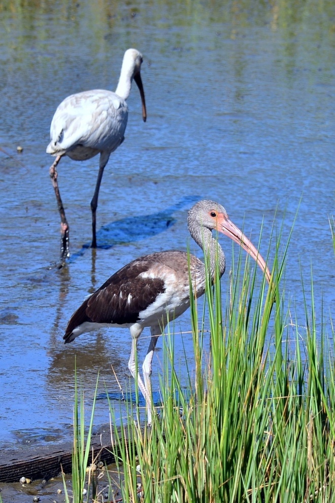  American White Ibis /  Ibis biały