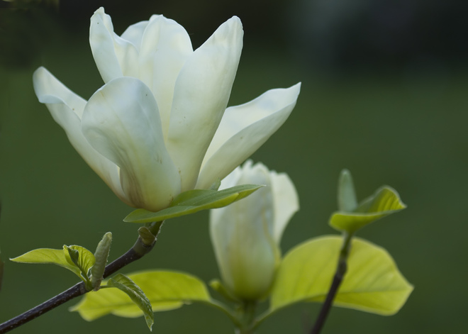 Magnolia r&oacute;żowa