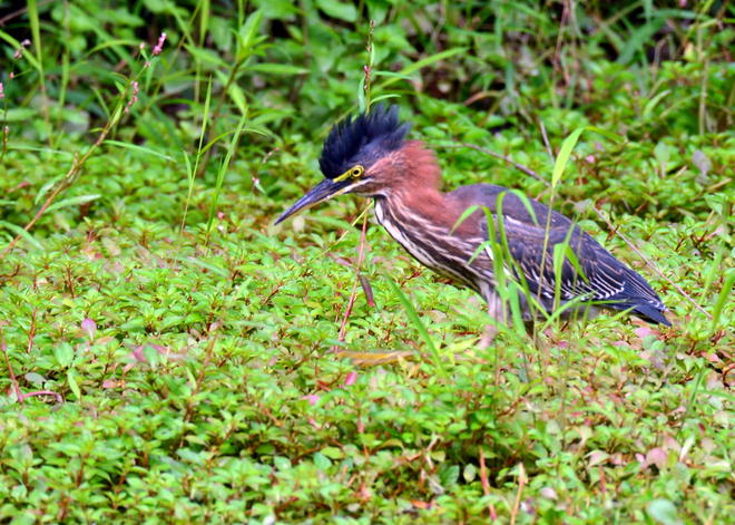 Green Heron Adult