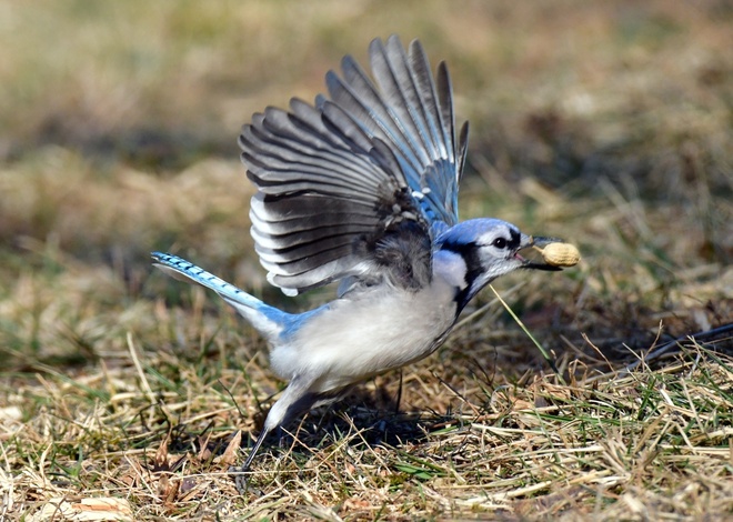  BLUE  JAY /\Modrosojka blekitna