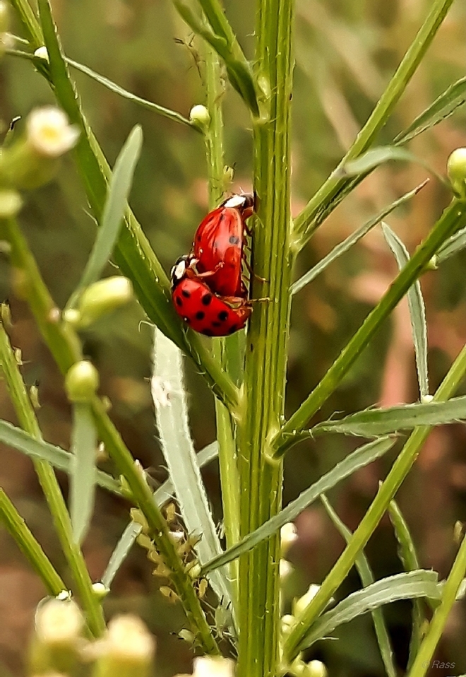 A Harmonia axyridis ma się dobrze.