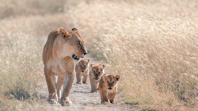 Wśr&oacute;d traw Serengeti