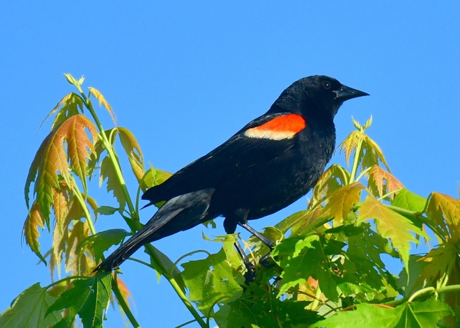  RED-WINGED  BLACKBIRD