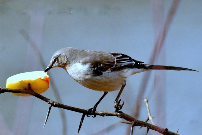 MIMUS POLYGLOTTOS / Northern Mockingbird