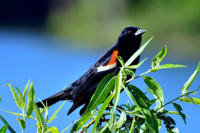 RED-WINGED  BLACKBIRD