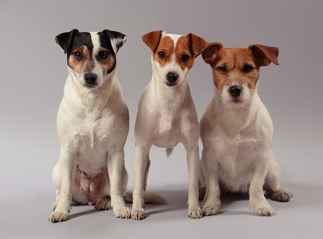Parson i Jack Russell Terrier