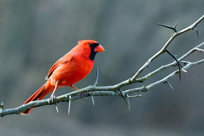 Northern Cardinal  Male