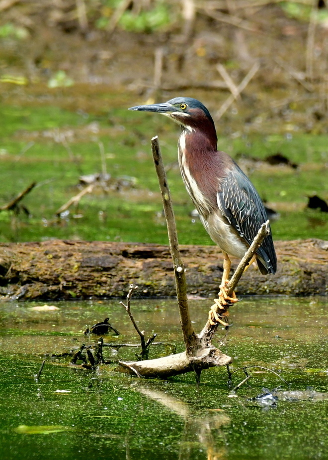 Green Heron dla Eli