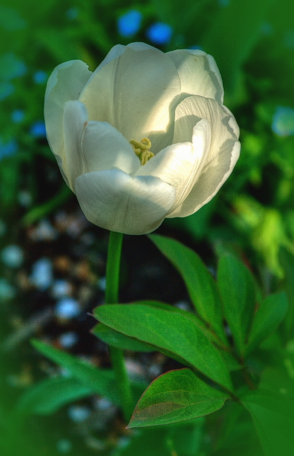 Trochę wiosny - tulipanek