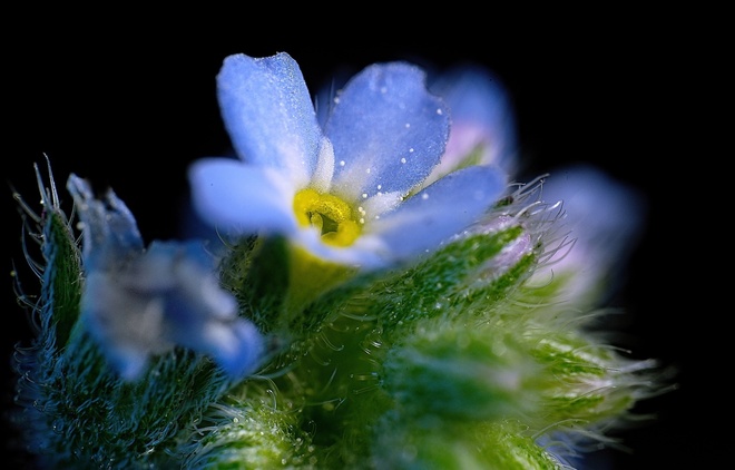 Myosotis arvensis