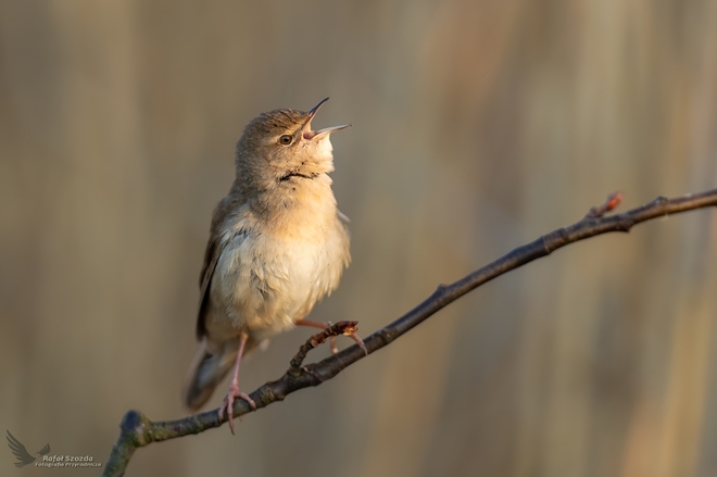 Brzęczka, Savi&#039;s Warbler (Locustella luscinioides) ... 2020r