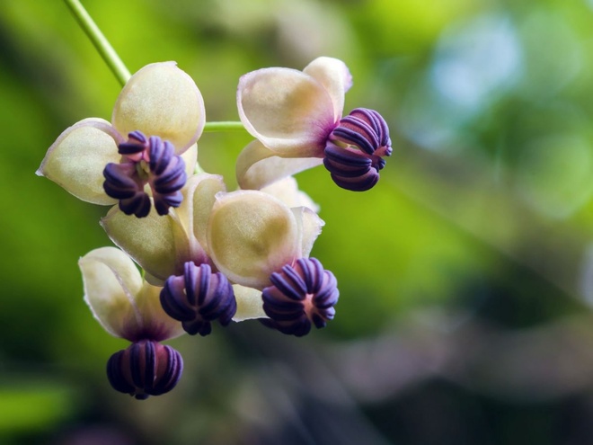Akebia pięcioliskowa - kwiaty męskie