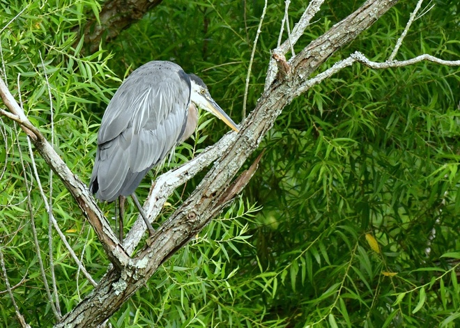  GREAT BLUE HERON / Czapla modra