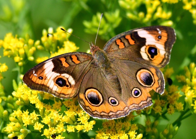     Junonia Coenia.