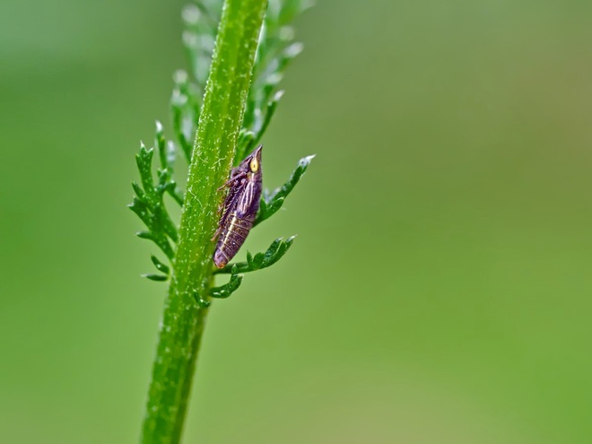 Cicadellidae - Skoczkowate           