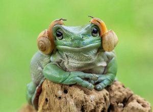 Żabia księżniczka Leia z Gwiezdnych Wojen - najfajniejsze zdjęcia żab 