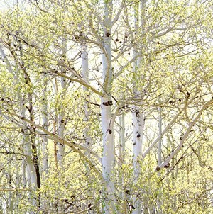 Wiosna na zdjęciach wielbiciela naturalnych kolorów i fotografii analogowej