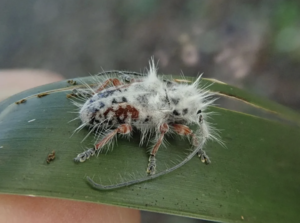 Sfotografowali nowy gatunek chrząszcza, który pomylili… z ptasimi odchodami 